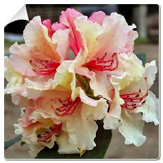 Rododendro 'Brazilia'